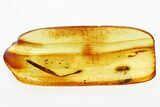 Detailed Fossil Parasitoid Wasp (Braconidae) & Leaf in Baltic Amber #346585-2